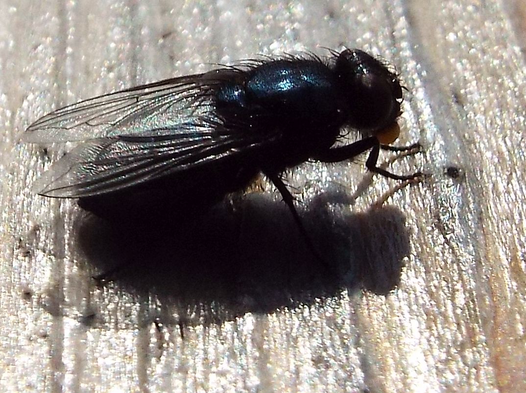 Calliphoridae:  cfr.  Protophormia terraenovae